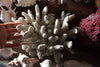 Extensive Collection of Vintage Coral and Shell Specimens (Group B)