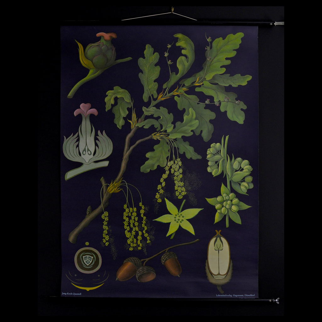 Vintage Botanical School Pull Chart 1967. Quercus Pedunculata (Oak)