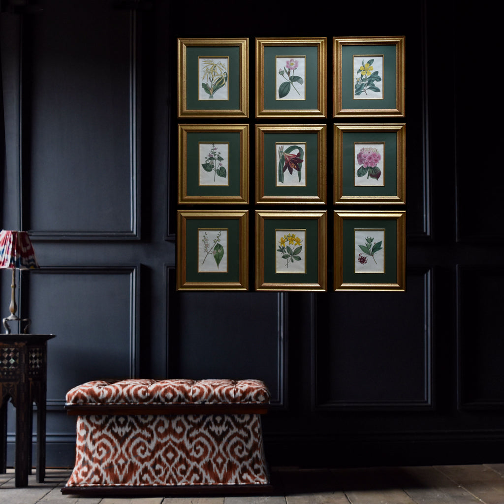 Set of Nine 18th Century Framed Hand Coloured Botanical Engravings - William Curtis , London 1799.