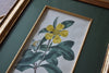 Set of Nine 18th Century Framed Hand Coloured Botanical Engravings - William Curtis , London 1799.