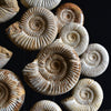 A impressive Display of Nineteen Madagascan Ammonite Fossils in a Victorian Dome.