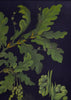 Vintage Botanical School Pull Chart 1967. Quercus Pedunculata (Oak)