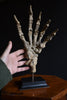 Magnificent Fossilised Ice Age Cave Bear Paw  (Ursus Spelaeus)