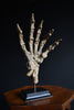 Magnificent Fossilised Ice Age Cave Bear Paw  (Ursus Spelaeus)