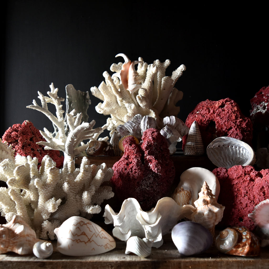 Extensive Collection of Vintage Coral and Shell Specimens (Group B) -  Hunter and Rose