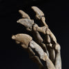 Magnificent Fossilised Ice Age Cave Bear Paw  (Ursus Spelaeus)