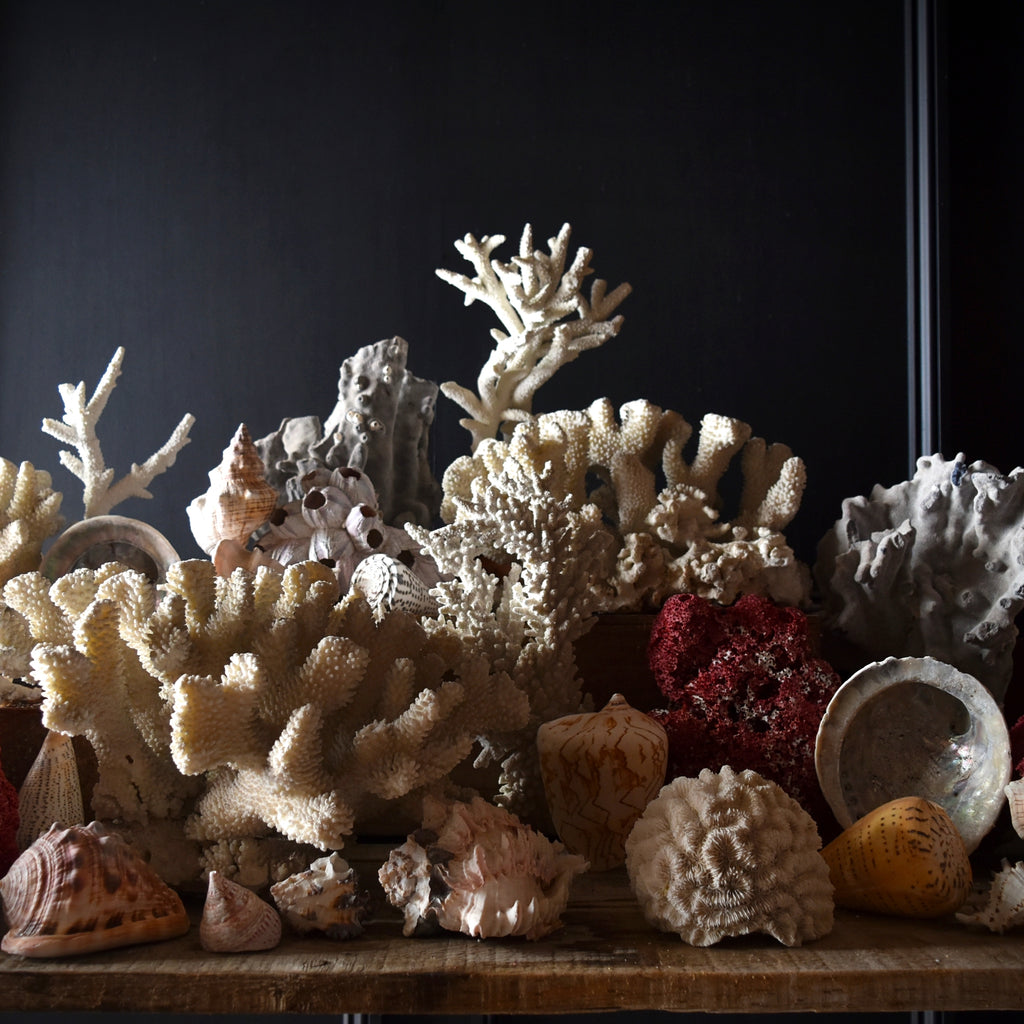 Large Collection of Coral and Shell Specimens (Group A)