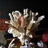 Extensive Collection of Vintage Coral and Shell Specimens (Group B)