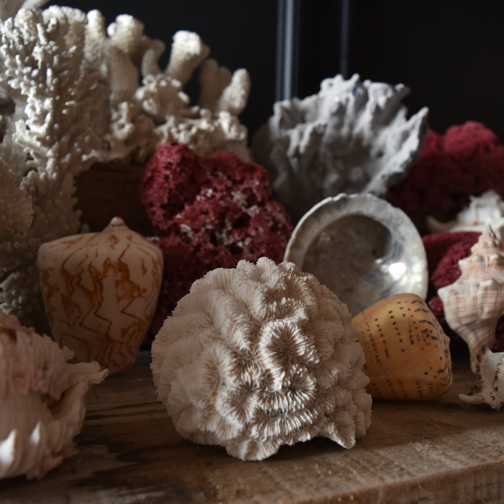 Large Shell Specimens Large Collection of Coral and Shell Specimens (Group A) - Hunter and Rose