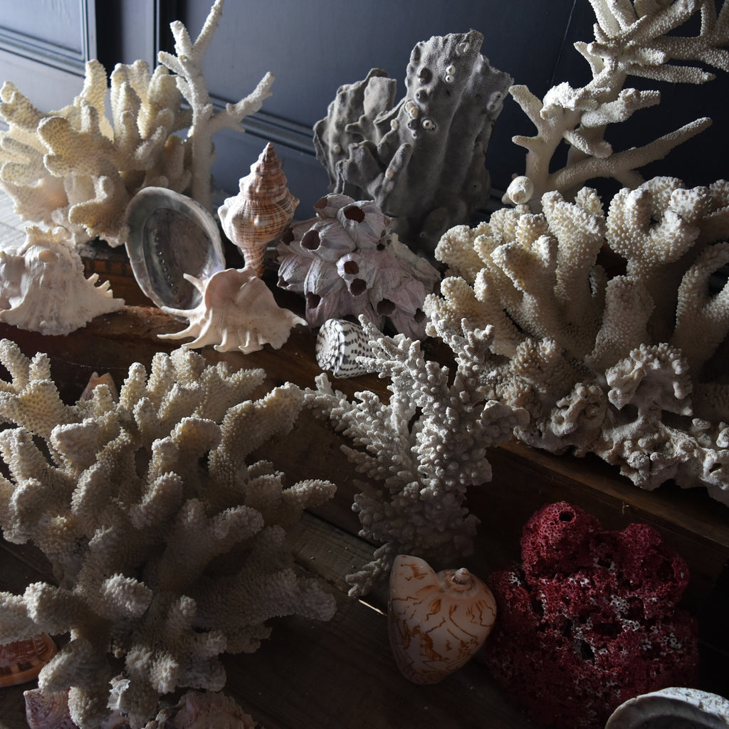 Large Shell Specimens Large Collection of Coral and Shell Specimens (Group A) - Hunter and Rose