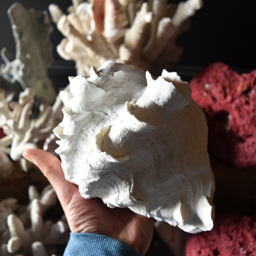 Large Shell Specimens Extensive Collection of Vintage Coral and Shell Specimens (Group B ...