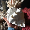 Extensive Collection of Vintage Coral and Shell Specimens (Group B)