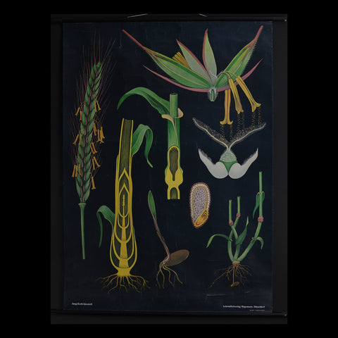 Vintage Botanical School Pull Chart 1969. Secale Cereale (Rye)