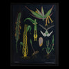 Vintage Botanical School Pull Chart 1969. Secale Cereale (Rye)