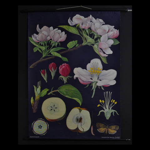 Vintage Botanical School Pull Chart 1968. Malus Domestica (Apple Tree)