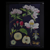 Vintage Botanical School Pull Chart 1968. Malus Domestica (Apple Tree)