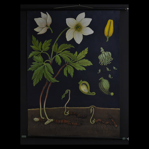 Vintage Botanical School Pull Chart 1960's. Anenone Nemorousa (Wood Anemone)
