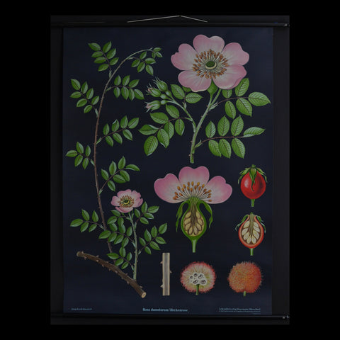 Vintage Botanical School Pull Chart 1960's. Rosa Selvatica (Dog Rose)