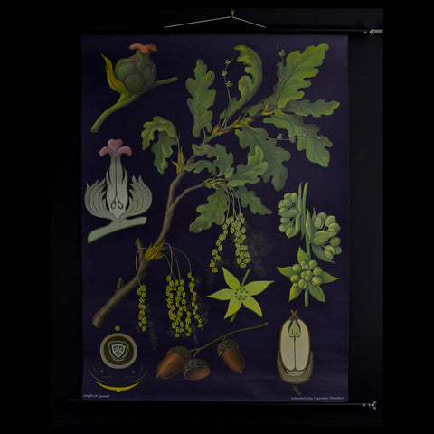 Vintage Botanical School Pull Chart 1967. Quercus Pedunculata (Oak)