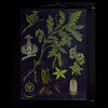 Vintage Botanical School Pull Chart 1967. Quercus Pedunculata (Oak)