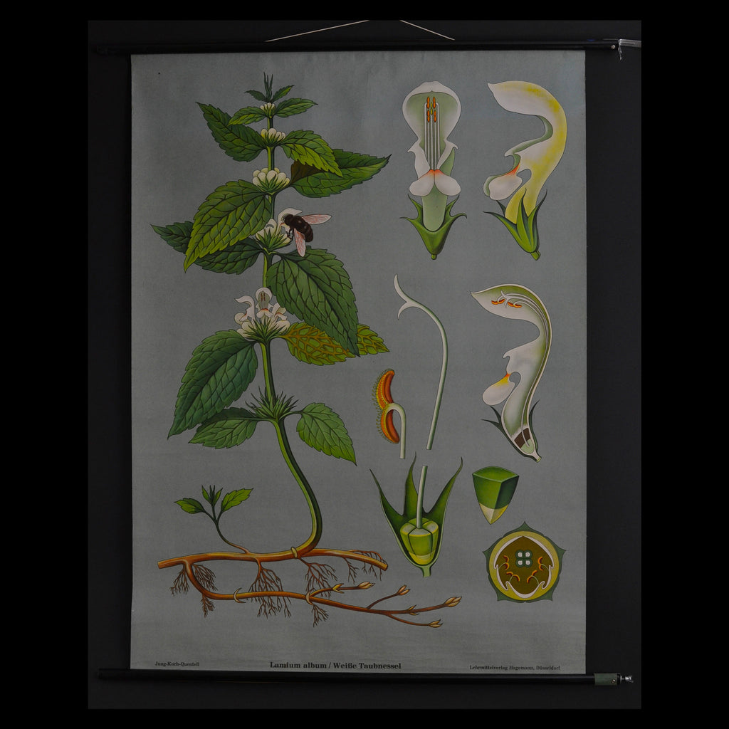 Vintage Botanical School Pull Chart 1970. Lamium Album (White Nettle)