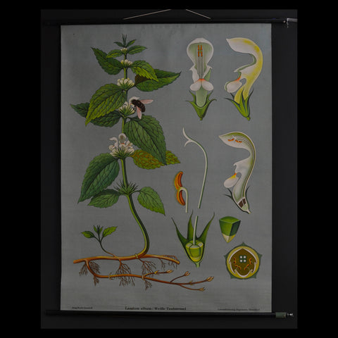 Vintage Botanical School Pull Chart 1970. Lamium Album (White Nettle)