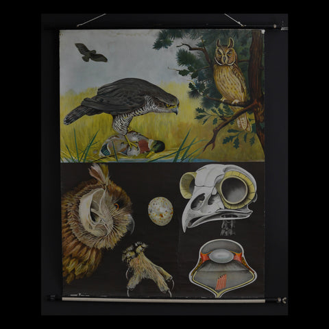 Vintage Zoological School Pull Chart 1960's. Raptaloures (Birds Of Prey)
