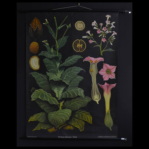 Vintage Botanical School Pull Chart 1968. Nicotiana Tabacum (Tobacco Plant)
