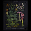 Vintage Botanical School Pull Chart 1968. Nicotiana Tabacum (Tobacco Plant)