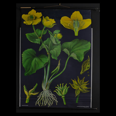 Vintage Botanical School Pull Chart 1965. Caltha Palustris (Marsh Marigold)