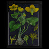 Vintage Botanical School Pull Chart 1965. Caltha Palustris (Marsh Marigold)