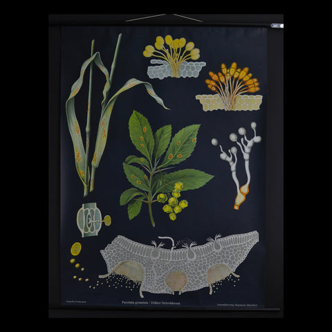 Vintage Botanical School Pull Chart 1962. Puccinia Graminis (Stem Rust)