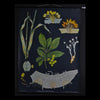 Vintage Botanical School Pull Chart 1962. Puccinia Graminis (Stem Rust)