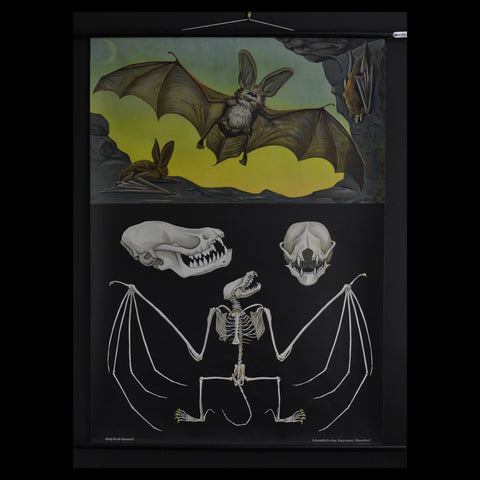Vintage Zoological School Pull Chart 1962. Plecotus Auvitus (Bat)