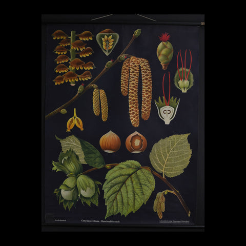 Vintage Botanical School Pull Chart 1960's.  Corylus Avellana (Hazel)
