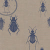 Entomology Beetle Drawer