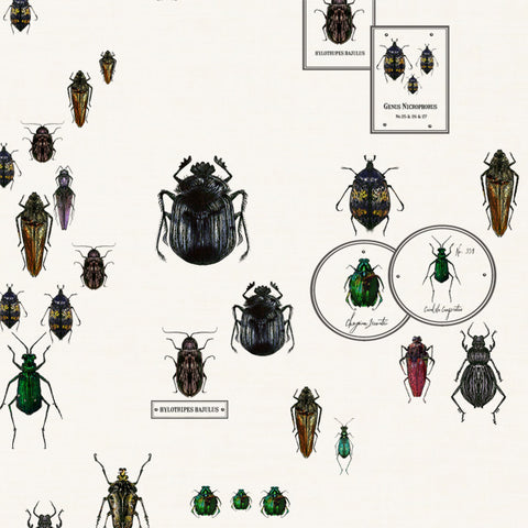 Entomology Beetle Drawer