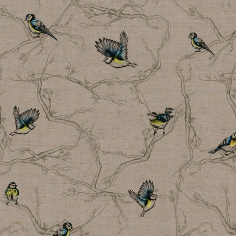 Cyanistes.