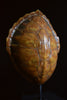 Early 20th Century Loggerhead Turtle Shell on Stand.