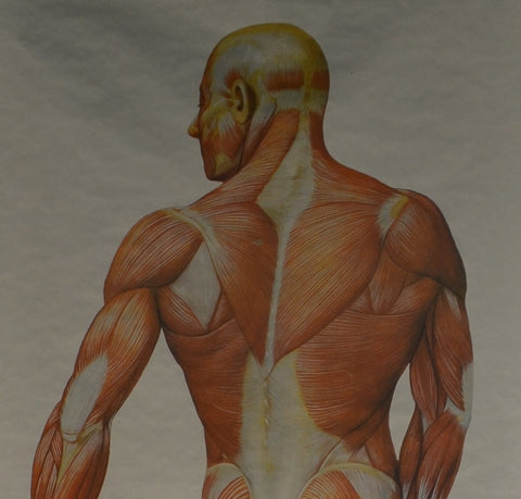 Vintage Life Size Anatomical Wall Chart, Circa 1960