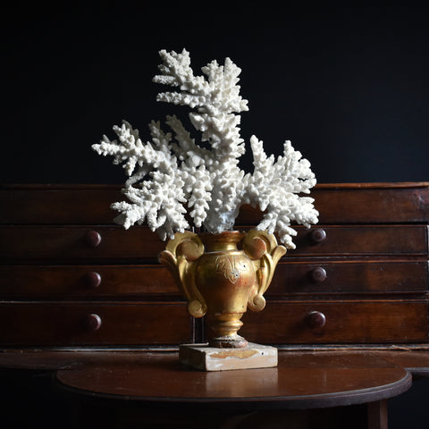 Decorative Coral Branch on 18th Century Giltwood Stand