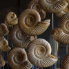 Victorian Glass Dome Filled with Ammonite Specimens.