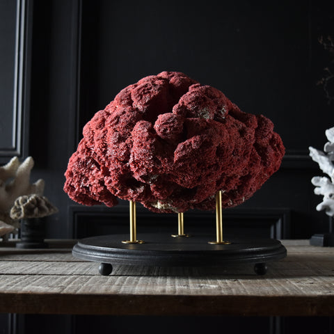 Large Red Organ Pipe Coral Specimen (Tubipora musica) Mounted on base.