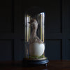 Characterful Ostrich Chick in Victorian Glass Dome.