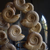 Victorian Glass Dome Filled with Ammonite Specimens.