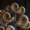 Victorian Glass Dome Filled with Ammonite Specimens.