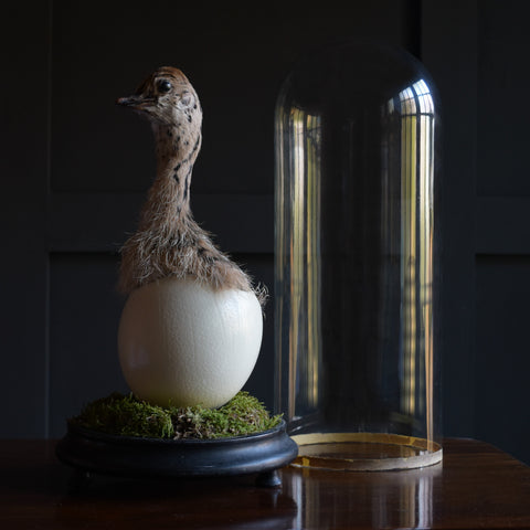 Characterful Ostrich Chick in Victorian Glass Dome.