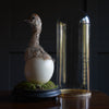 Characterful Ostrich Chick in Victorian Glass Dome.