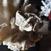 Decorative Large Vintage White Reef Coral Specimen on Stand.