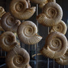 Victorian Glass Dome Filled with Ammonite Specimens.